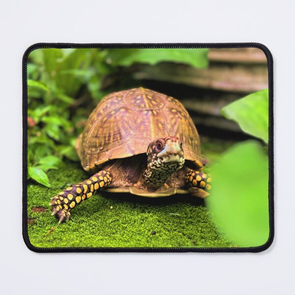Item preview, Turtle photography 2 designed and sold by Wil2liam4 Designs.