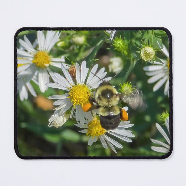 Item preview, Among the Asters No. 8 designed and sold by Feral Vibes.
