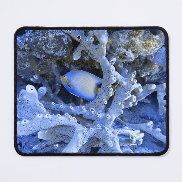 Item preview, Blue Angelfish designed and sold by Mulz08.