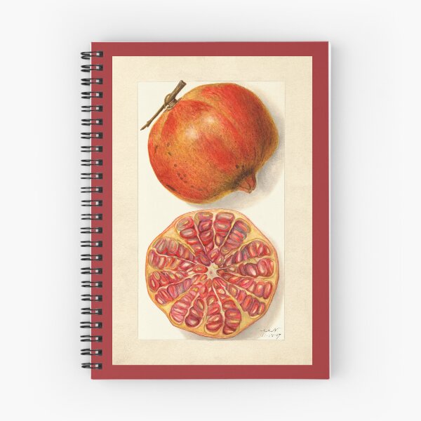 Item preview, Pomegranate II Vintage Botanical Art designed and sold by Glimmersmith.