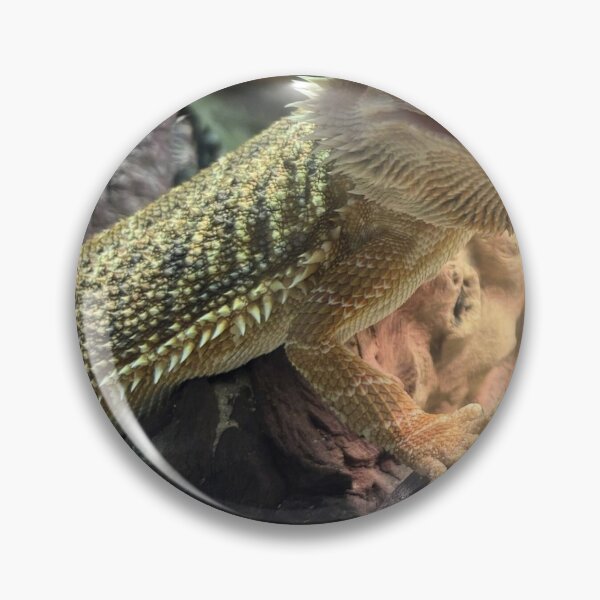 Item preview, Falla the bearded dragon enjoying her water dish designed and sold by KekePublishing.