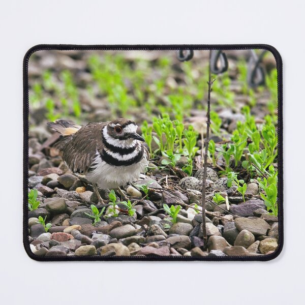 Item preview, The Scrape No. 5 — Standing Guard designed and sold by Feral Vibes.