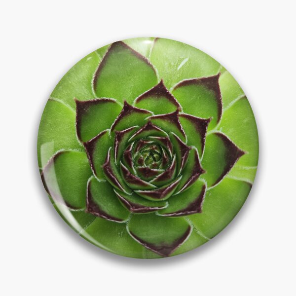 Item preview, Close-up of a Succulent designed and sold by MinaBohl.