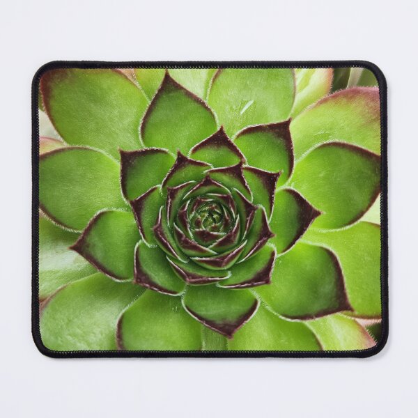 Item preview, Close-up of a Succulent designed and sold by MinaBohl.