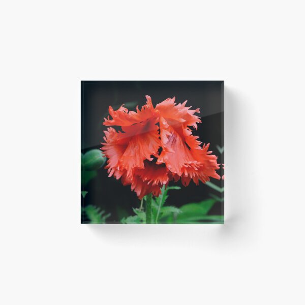 Item preview, Bashful Poppy designed and sold by Lois  Bryan.