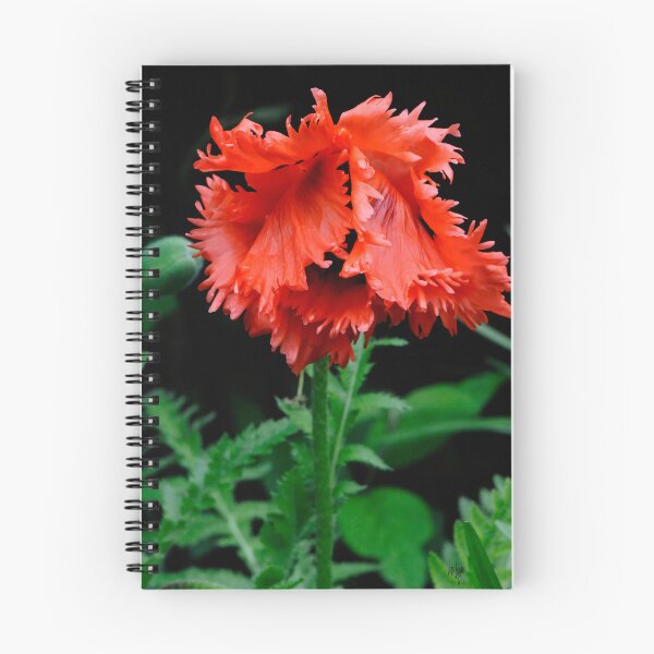 Item preview, Bashful Poppy designed and sold by Lois  Bryan.