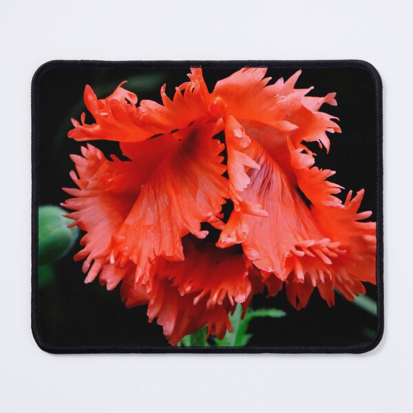 Item preview, Bashful Poppy designed and sold by Lois  Bryan.