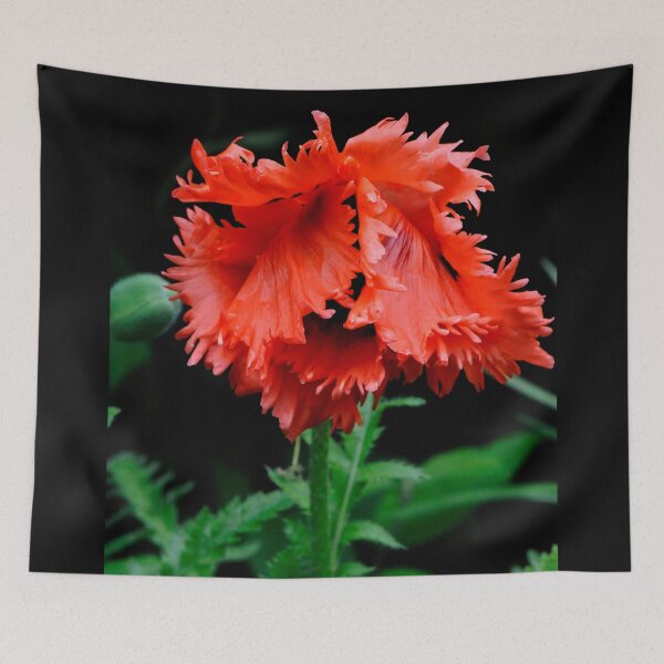 Item preview, Bashful Poppy designed and sold by Lois  Bryan.