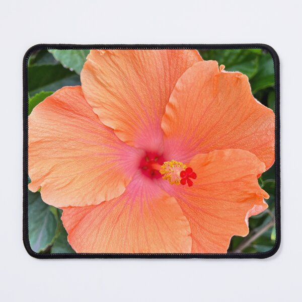 Item preview, Peach Hibiscus Flower with Vibrant Pink Centre Tropical Floral Photography designed and sold by Be Captured by Brittany Emma.