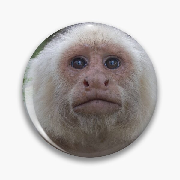Item preview, White-Faced Capuchin Monkey Portrait | Costa Rica Wildlife Photography designed and sold by WildFrameNature.