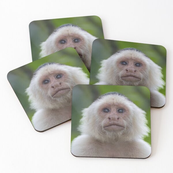 Item preview, White-Faced Capuchin Monkey Portrait | Costa Rica Wildlife Photography designed and sold by WildFrameNature.