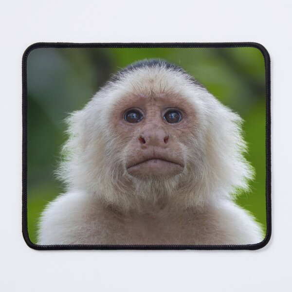 Item preview, White-Faced Capuchin Monkey Portrait | Costa Rica Wildlife Photography designed and sold by WildFrameNature.