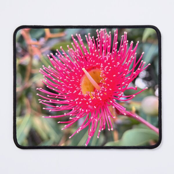 Item preview, Pink Flowering Gum Blossom Australian Native Eucalyptus Photography designed and sold by Be Captured by Brittany Emma.