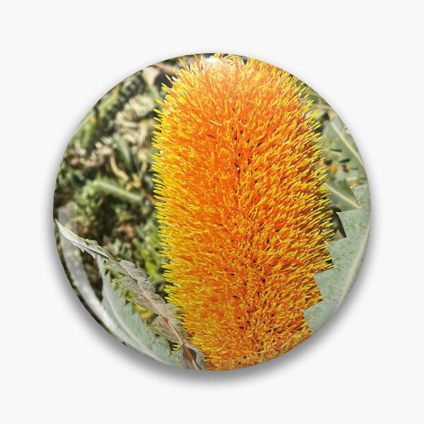 Item preview, Orange Banksia Flower Australian Native Botanical Photography designed and sold by Be Captured by Brittany Emma.