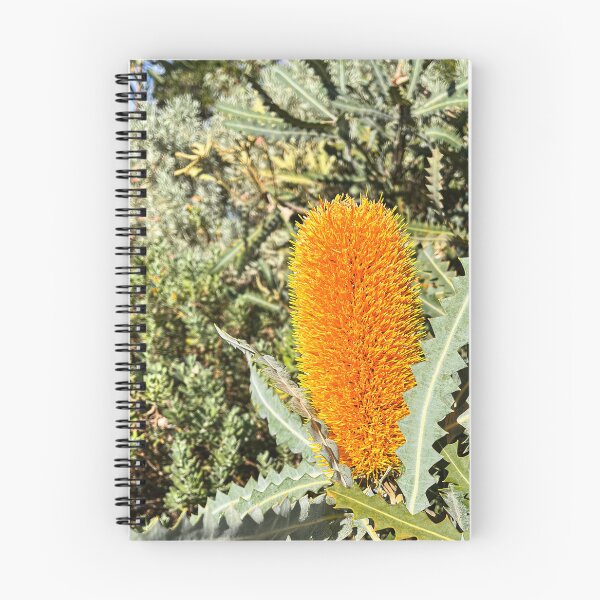 Item preview, Orange Banksia Flower Australian Native Botanical Photography designed and sold by Be Captured by Brittany Emma.