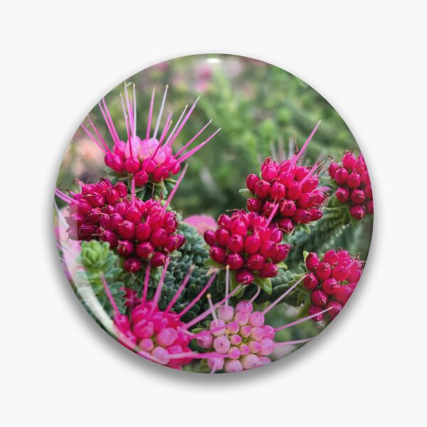 Item preview, Pink Darwinia Oldfieldii Australian Native Wildflower Photography designed and sold by Be Captured by Brittany Emma.