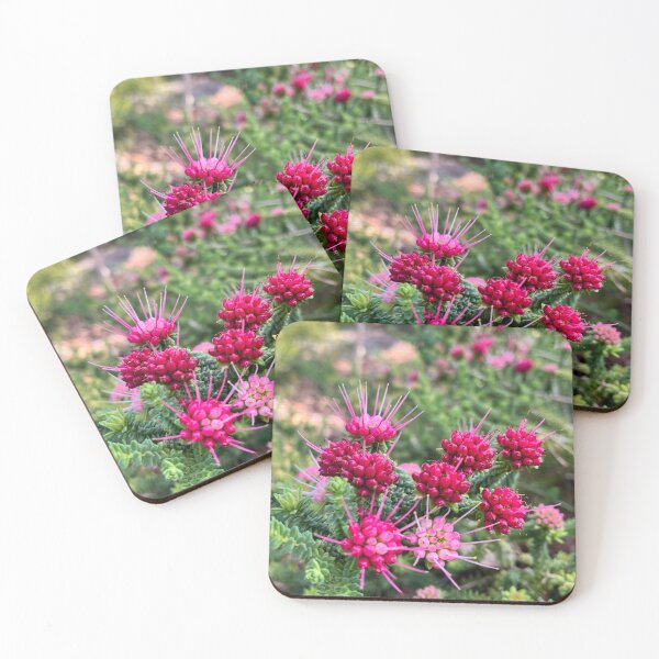 Item preview, Pink Darwinia Oldfieldii Australian Native Wildflower Photography designed and sold by Be Captured by Brittany Emma.