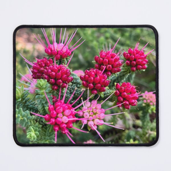 Item preview, Pink Darwinia Oldfieldii Australian Native Wildflower Photography designed and sold by Be Captured by Brittany Emma.