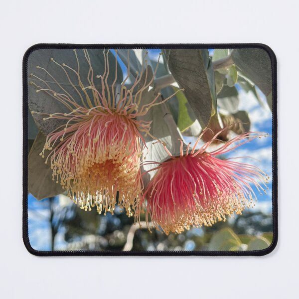 Item preview, Rose Mallee Eucalyptus Blossom Australian Native Flower Photography designed and sold by Be Captured by Brittany Emma.