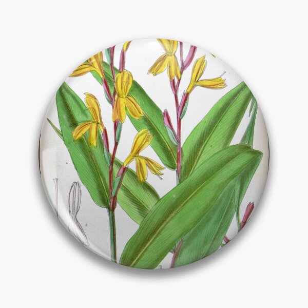 Item preview, Cautleya gracilis by Matilda Smith designed and sold by Amanda1775.