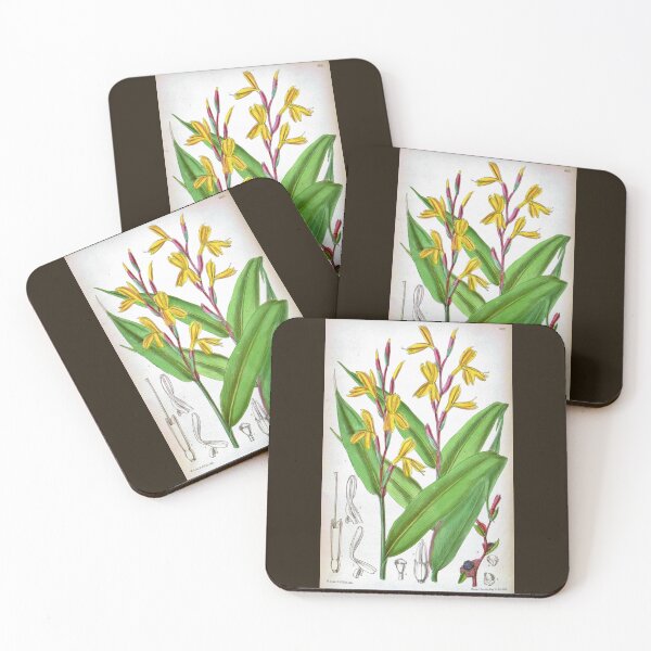 Item preview, Cautleya gracilis by Matilda Smith designed and sold by Amanda1775.