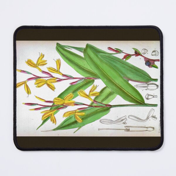 Item preview, Cautleya gracilis by Matilda Smith designed and sold by Amanda1775.