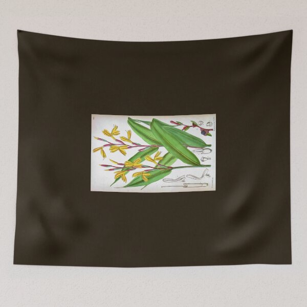 Item preview, Cautleya gracilis by Matilda Smith designed and sold by Amanda1775.