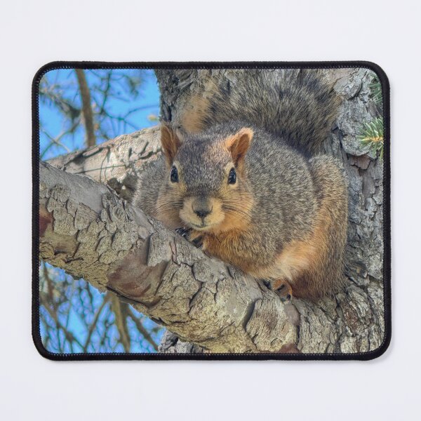 Item preview, Squirrel designed and sold by Bearbunz.