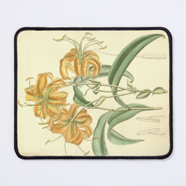 Item preview, Lilium henryi by Matilda Smith designed and sold by Amanda1775.