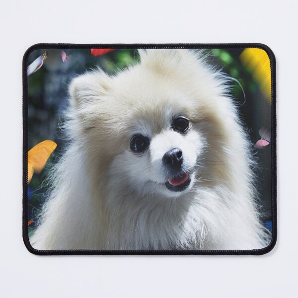 Item preview, Buffy, the Celebrity Pomeranian, and Butterflies Art Photo designed and sold by DEC02.