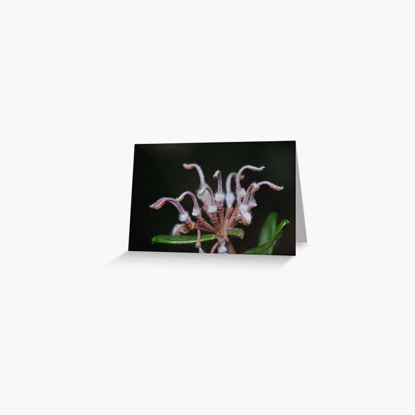 Item preview, Grevillea designed and sold by Andrew Trevor-Jones.