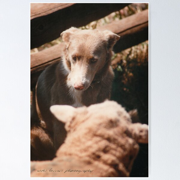 Item preview, Sheep Yard Stand Off © Vicki Ferrari Photography designed and sold by Vicki Ferrari Photography.