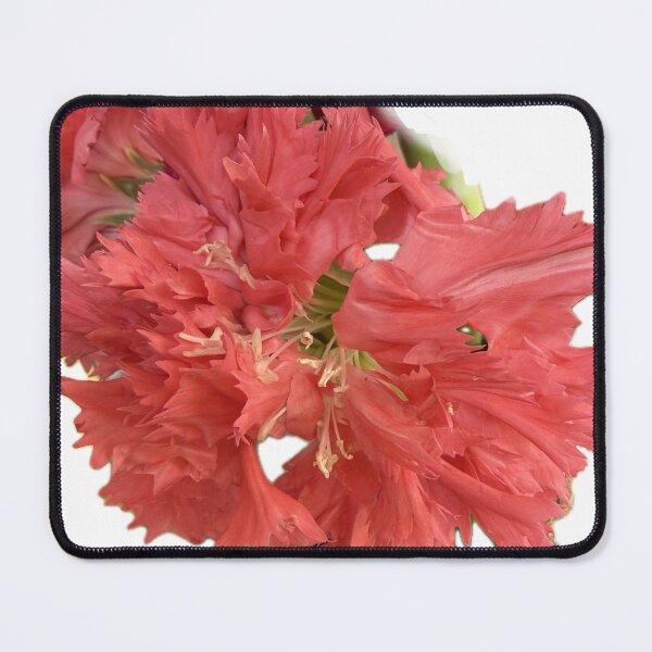 Item preview, Vivid Coral Pink Fringed Carnation Blossom Cutout designed and sold by BalkanBloom.