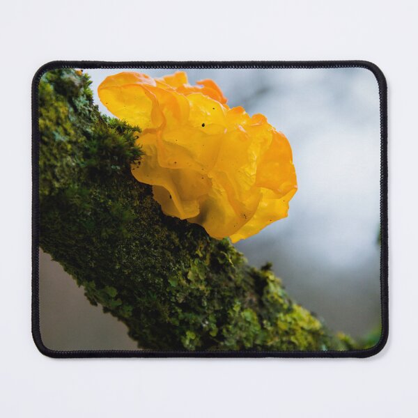 Item preview, Translucent Yellow Jelly Fungus on Mossy Branch designed and sold by ShotsbyDesiree.