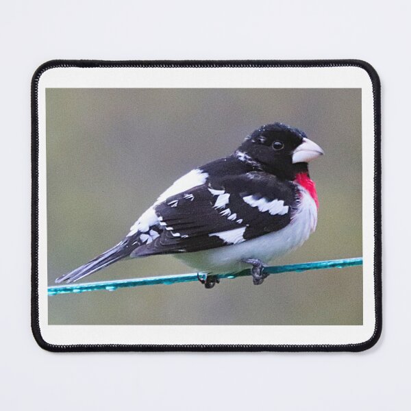 Item preview, A Damp Rose-breasted Grosbeak designed and sold by Judy Geller.