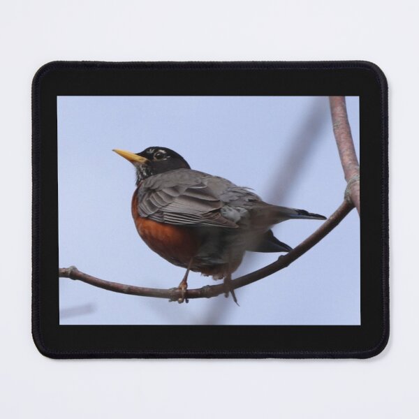 Item preview, Robin Checking out the Area. designed and sold by Judy Geller.