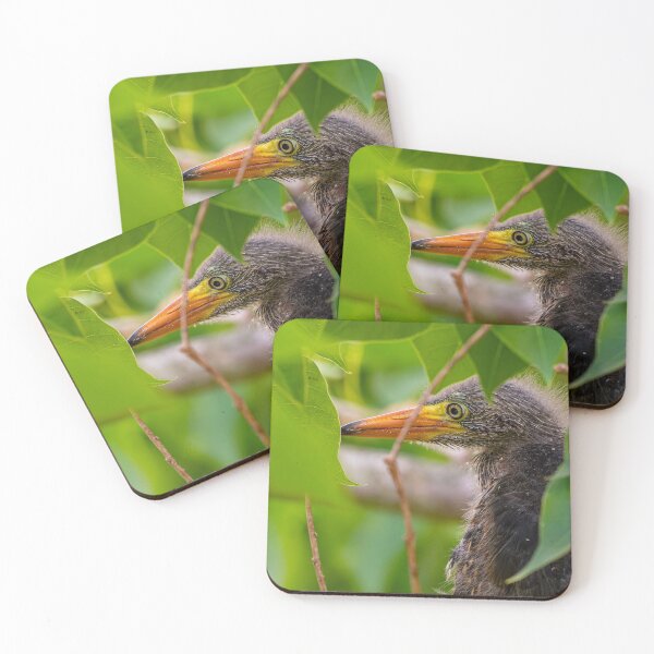 Item preview, Green Heron Chick Exploring Outside Its Nest designed and sold by Pondside-Pics.