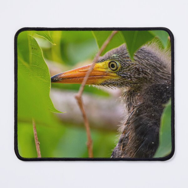 Item preview, Green Heron Chick Exploring Outside Its Nest designed and sold by Pondside-Pics.