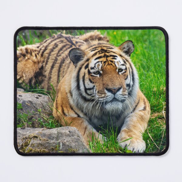 Item preview, Amur Tiger designed and sold by JeanKellyPhoto.