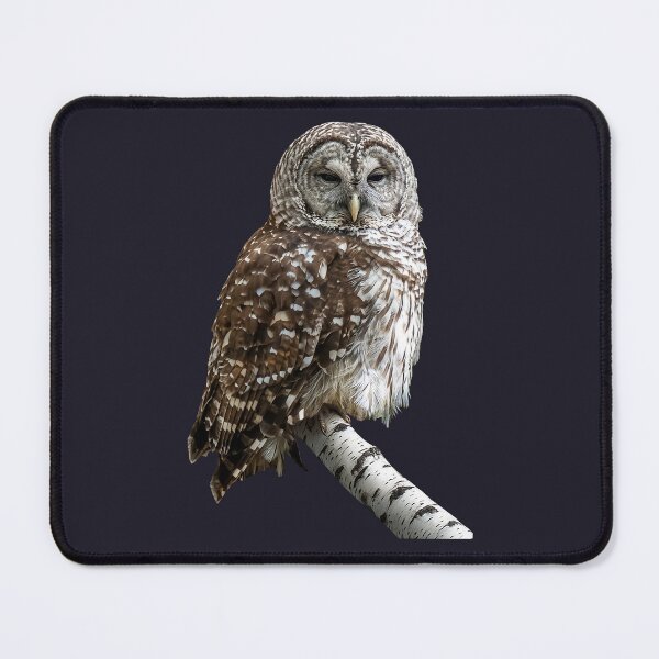Item preview, Barred Owl designed and sold by Susan Savad.