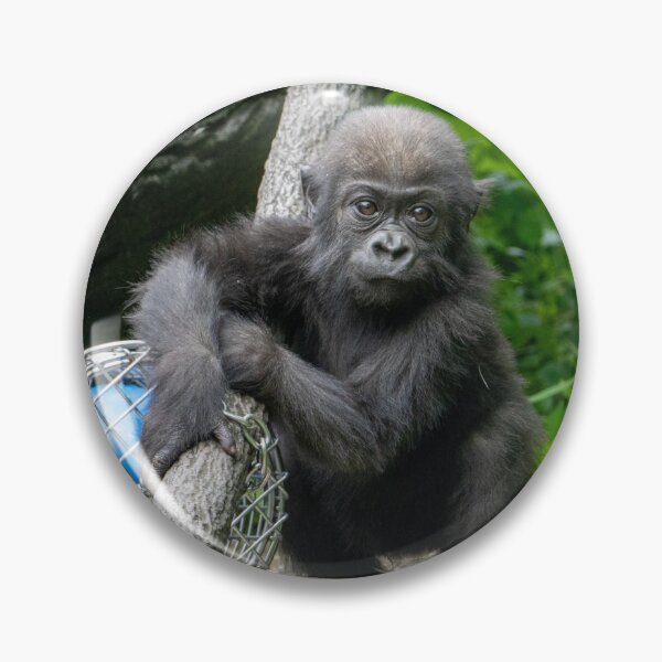 Item preview, Mboka Jo at Cincinnati Zoo designed and sold by Zoo and Nature Photography by Karie.