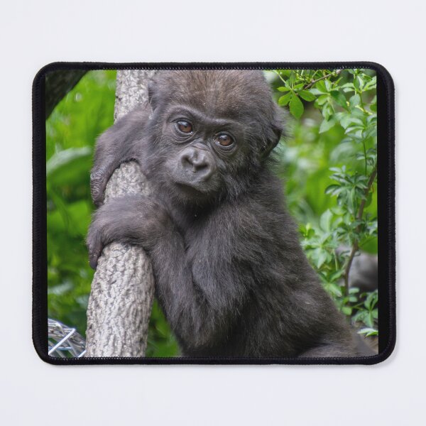 Item preview, Mboka Jo at Cincinnati Zoo designed and sold by Zoo and Nature Photography by Karie.