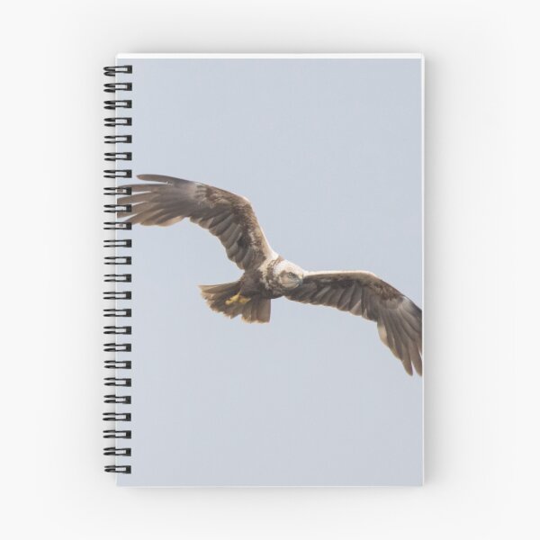 Item preview, Western Marsh Harrier designed and sold by LaurenTucker.