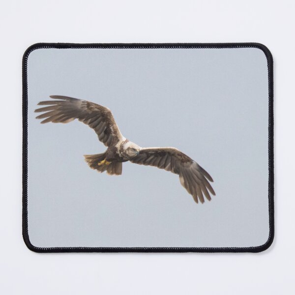 Item preview, Western Marsh Harrier designed and sold by LaurenTucker.