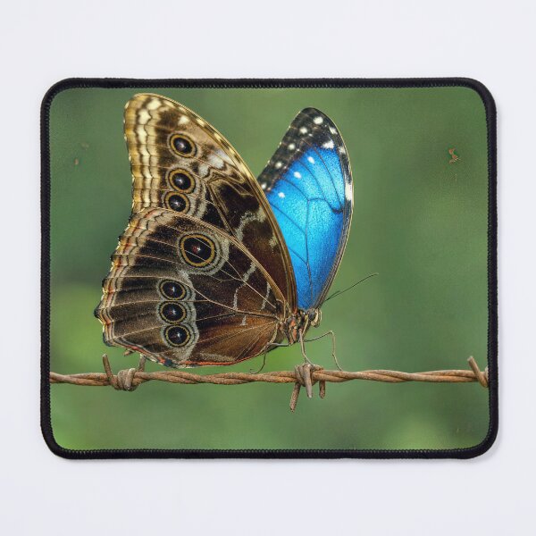 Item preview, Common Morpho Butterfly on Barb Wire designed and sold by Maria Dryfhout.
