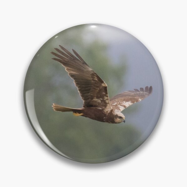 Item preview, Western Marsh Harrier designed and sold by LaurenTucker.