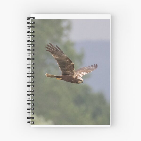 Item preview, Western Marsh Harrier designed and sold by LaurenTucker.