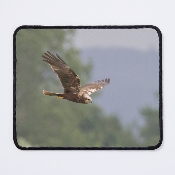 Item preview, Western Marsh Harrier designed and sold by LaurenTucker.