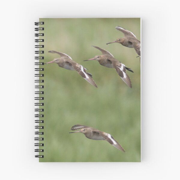 Item preview, Black Tailed Godwit - Limosa limosa designed and sold by LaurenTucker.