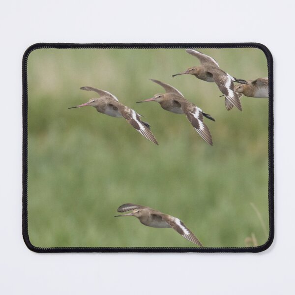 Item preview, Black Tailed Godwit - Limosa limosa designed and sold by LaurenTucker.